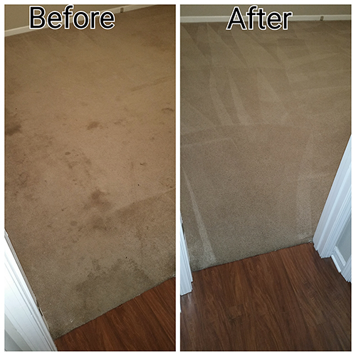 carpet pet stain removal