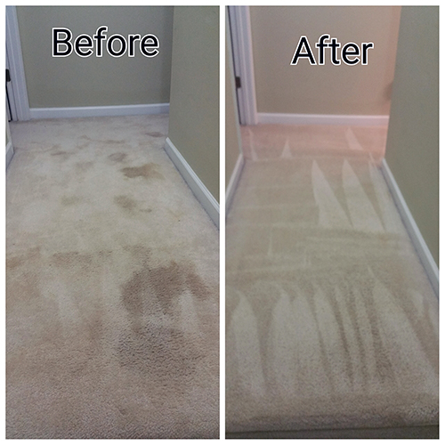 Dog Stain and Odor Removal