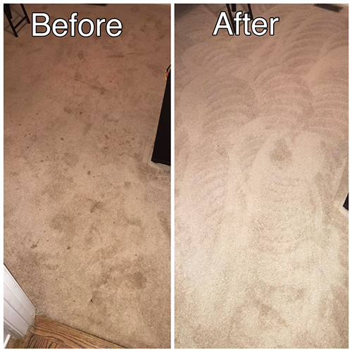 Animal Stain Removal